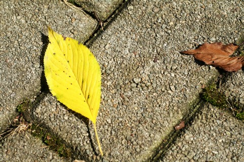 落ち葉と石畳
