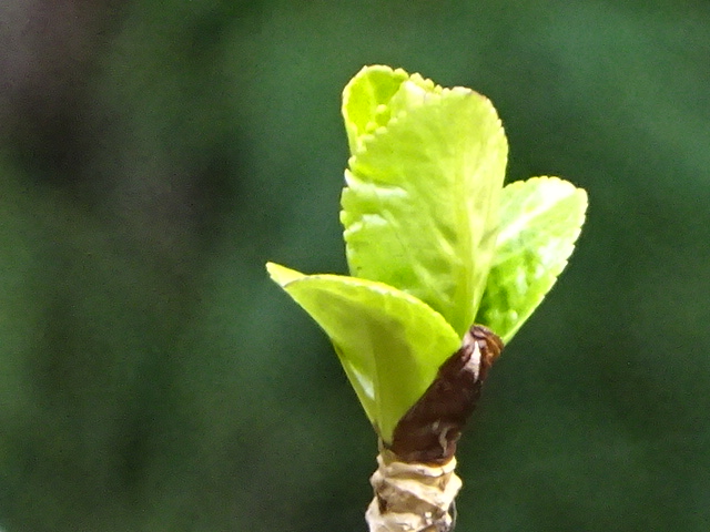 緑の芽