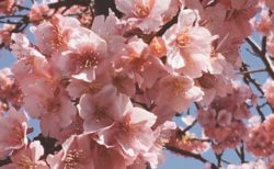 桜満開 【今日の一枚】