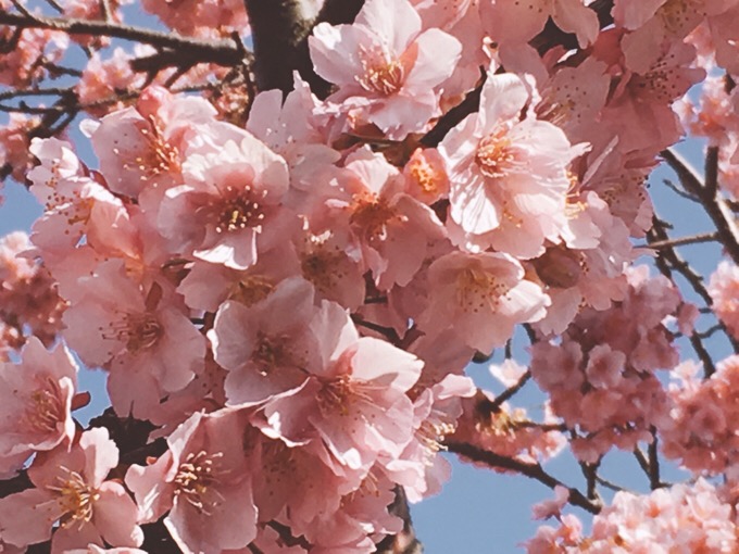 桜満開 【今日の一枚】