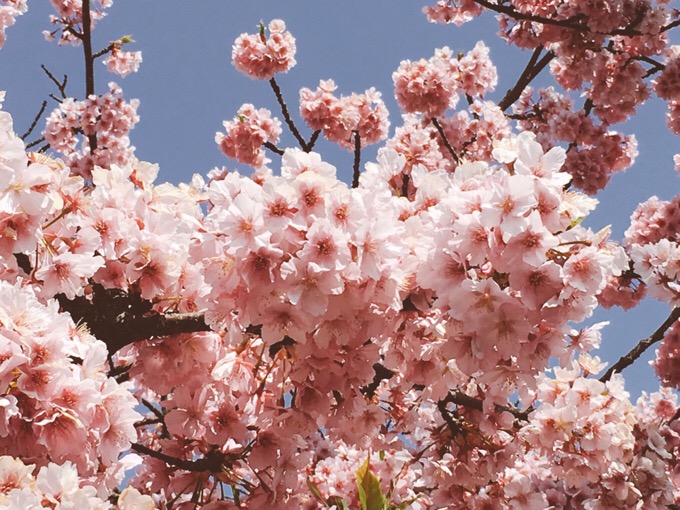 今日の桜も綺麗です【今日の一枚】