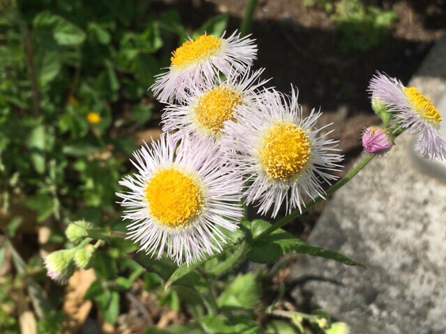 小さな花【今日の一枚】