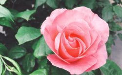 バラ・薔薇の咲く日【今日の一枚】