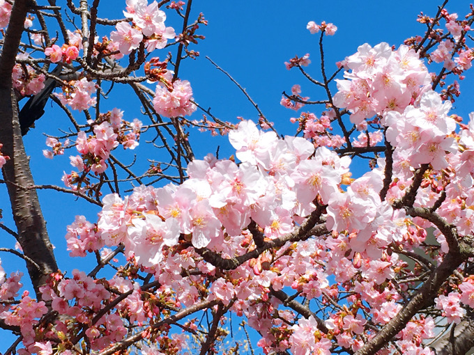 桜が咲く2月。春ですか？【今日の一枚】