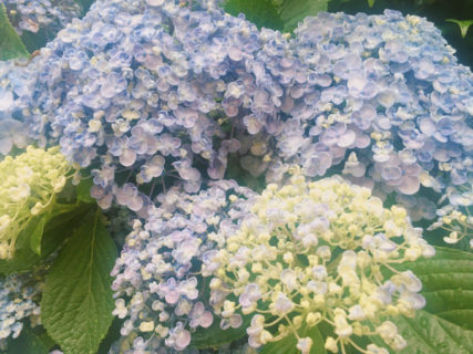 梅雨の季節の紫陽花【今日の一枚】