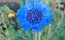【今日の一枚】帰り道の青い花。名前は知らない。
