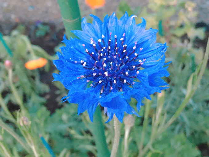 【今日の一枚】帰り道の青い花。名前は知らない。
