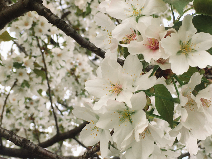 【今日の一枚】もうすぐ散りそうな満開の桜。これが私の今年の花見だ。