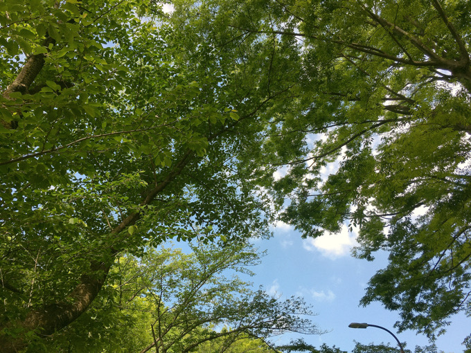 木々の隙間の朝の空【今日の一枚】