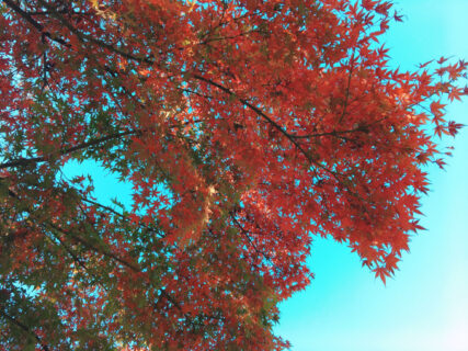 今日一枚　朝の紅葉と青空