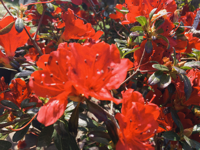 今日の一枚：真紅の花