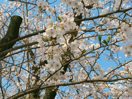 桜が満開でうれしい【今日の一枚】