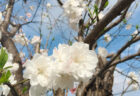 桜が満開でうれしい【今日の一枚】