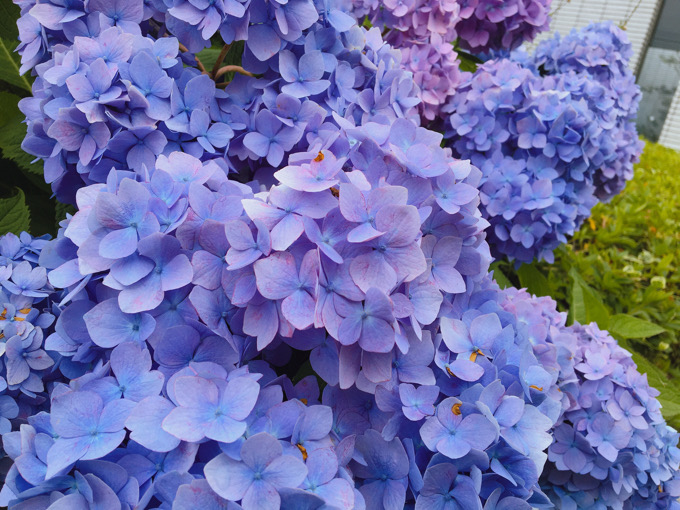 【今日の一枚】紫陽花の季節ですね
