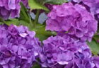 【今日の一枚】白い紫陽花